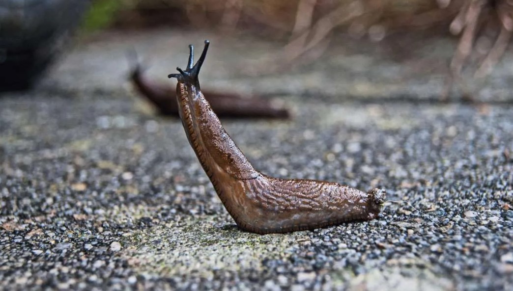 Why Are Slugs Coming In My House At Night