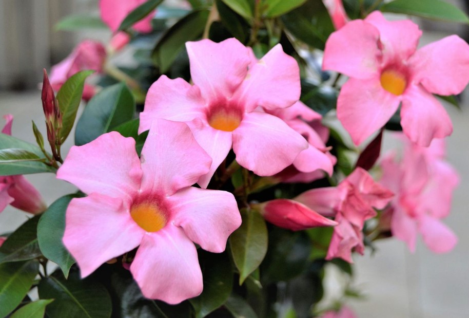 mandevilla